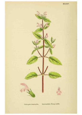 Reproducción/Reproduction 48718228127: English botany, or, Coloured figures of British plants /. London :R. Hardwicke,1863-1886.. 