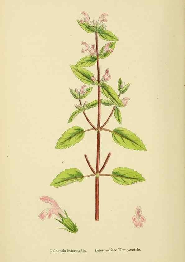 Reproducción/Reproduction 48718228127: English botany, or, Coloured figures of British plants /. London :R. Hardwicke,1863-1886.. 
