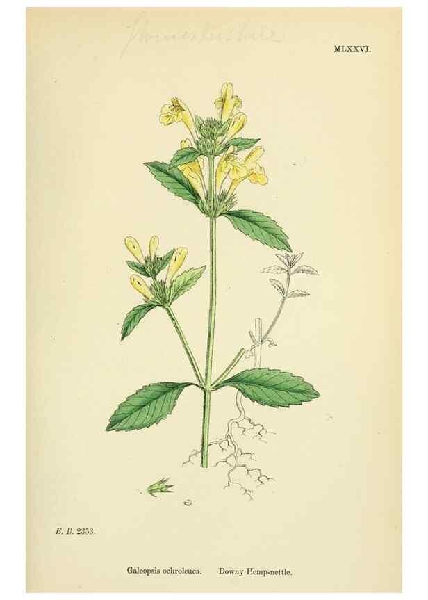 Reproducción/Reproduction 48718056646: English botany, or, Coloured figures of British plants /. London :R. Hardwicke,1863-1886.. 