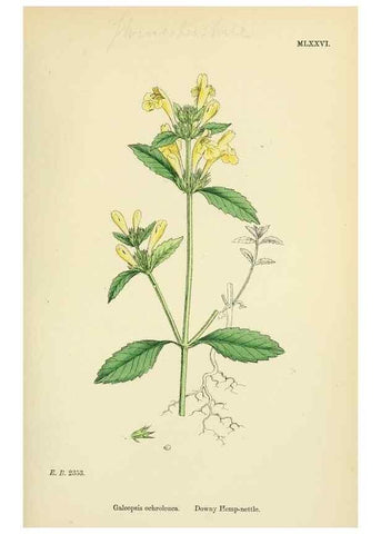 Reproducción/Reproduction 48718056646: English botany, or, Coloured figures of British plants /. London :R. Hardwicke,1863-1886.. 