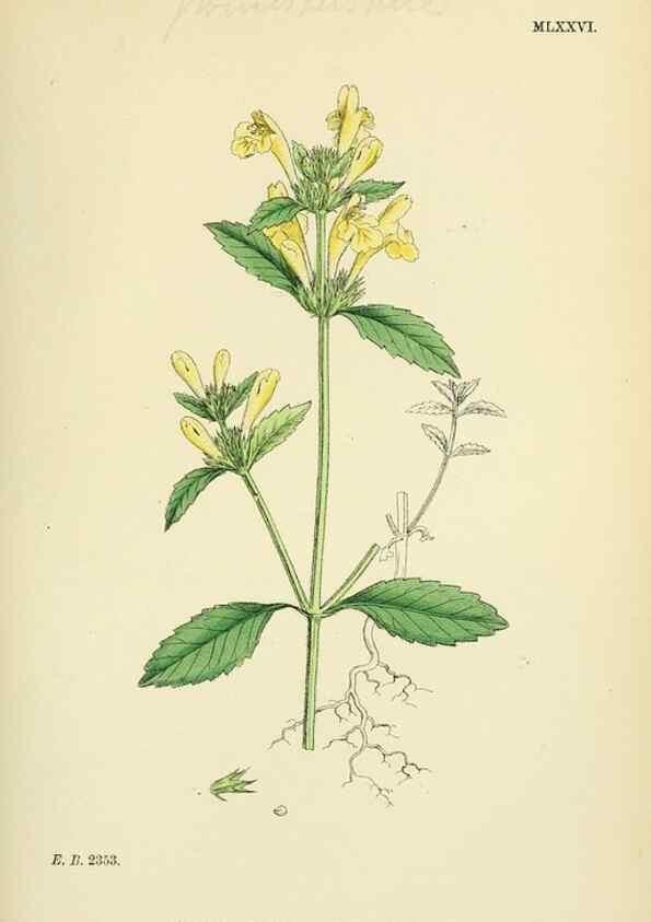 Reproducción/Reproduction 48718056646: English botany, or, Coloured figures of British plants /. London :R. Hardwicke,1863-1886.. 