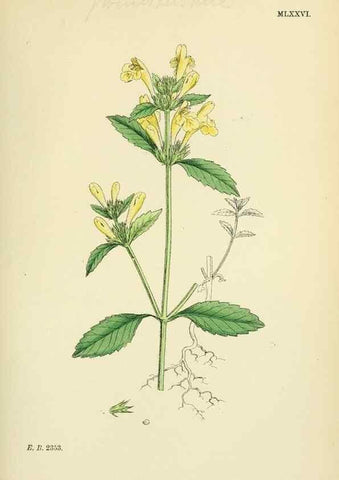 Reproducción/Reproduction 48718056646: English botany, or, Coloured figures of British plants /. London :R. Hardwicke,1863-1886.. 