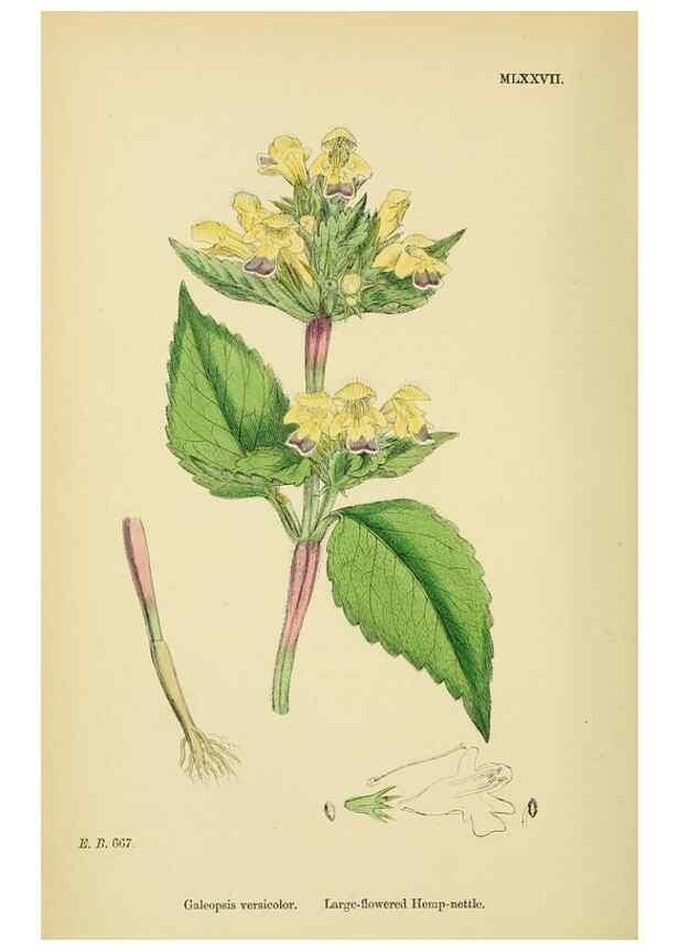 Reproducción/Reproduction 48718228827: English botany, or, Coloured figures of British plants /. London :R. Hardwicke,1863-1886.. 