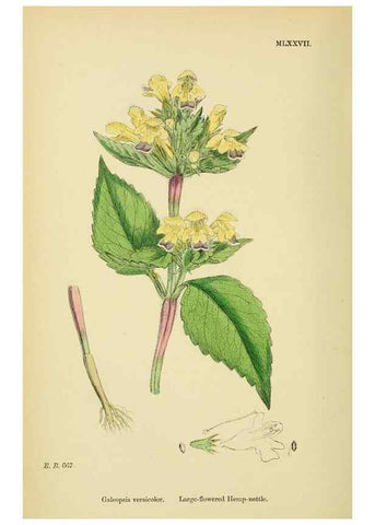 Reproducción/Reproduction 48718228827: English botany, or, Coloured figures of British plants /. London :R. Hardwicke,1863-1886.. 
