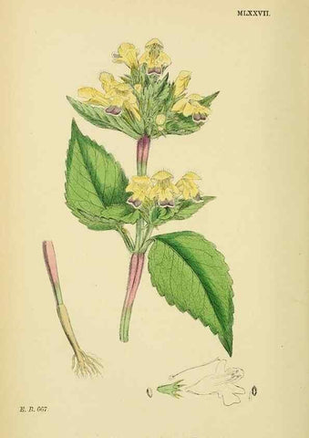 Reproducción/Reproduction 48718228827: English botany, or, Coloured figures of British plants /. London :R. Hardwicke,1863-1886.. 