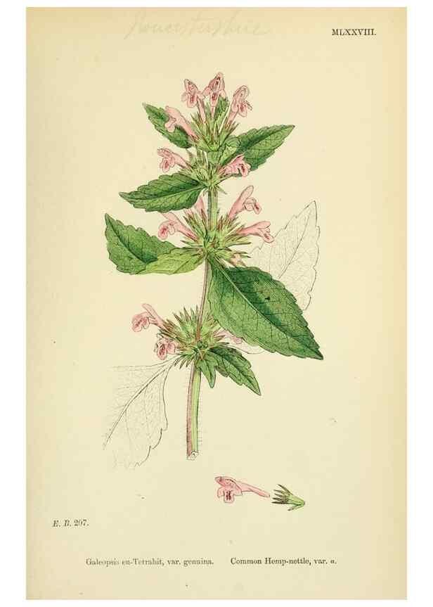 Reproducción/Reproduction 48718057306: English botany, or, Coloured figures of British plants /. London :R. Hardwicke,1863-1886.. 