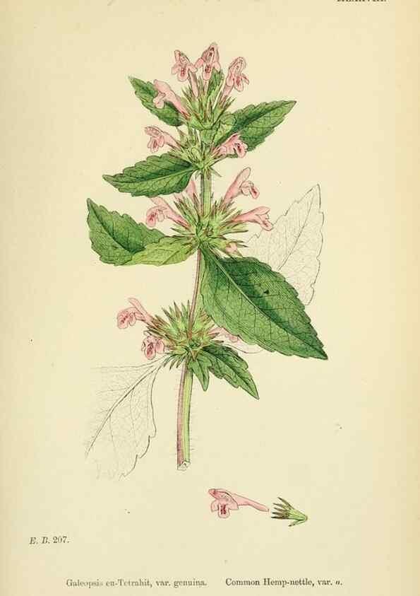 Reproducción/Reproduction 48718057306: English botany, or, Coloured figures of British plants /. London :R. Hardwicke,1863-1886.. 