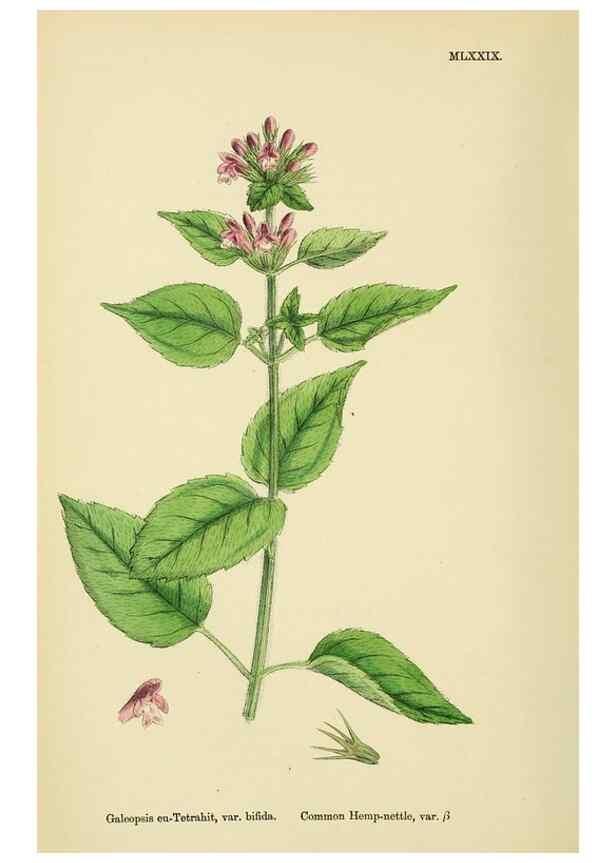 Reproducción/Reproduction 48718229447: English botany, or, Coloured figures of British plants /. London :R. Hardwicke,1863-1886.. 