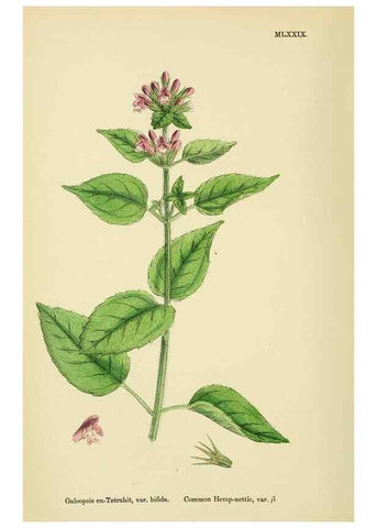 Reproducción/Reproduction 48718229447: English botany, or, Coloured figures of British plants /. London :R. Hardwicke,1863-1886.. 