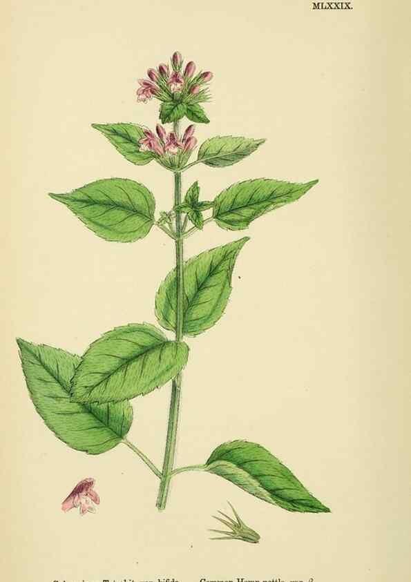 Reproducción/Reproduction 48718229447: English botany, or, Coloured figures of British plants /. London :R. Hardwicke,1863-1886.. 