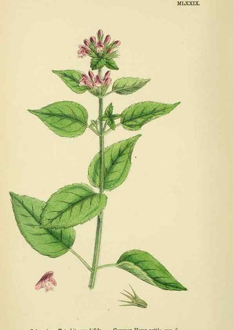 Reproducción/Reproduction 48718229447: English botany, or, Coloured figures of British plants /. London :R. Hardwicke,1863-1886.. 