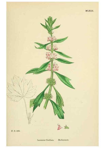 Reproducción/Reproduction 48717721108: English botany, or, Coloured figures of British plants /. London :R. Hardwicke,1863-1886.. 