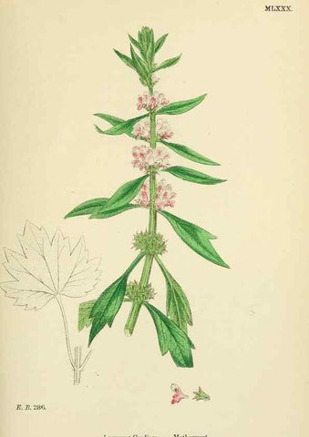 Reproducción/Reproduction 48717721108: English botany, or, Coloured figures of British plants /. London :R. Hardwicke,1863-1886.. 