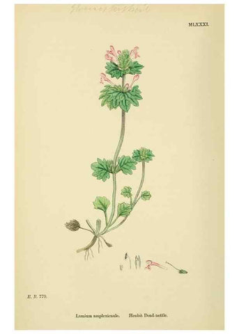 Reproducción/Reproduction 48717721508: English botany, or, Coloured figures of British plants /. London :R. Hardwicke,1863-1886.. 