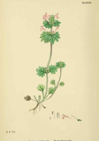 Reproducción/Reproduction 48717721508: English botany, or, Coloured figures of British plants /. London :R. Hardwicke,1863-1886.. 