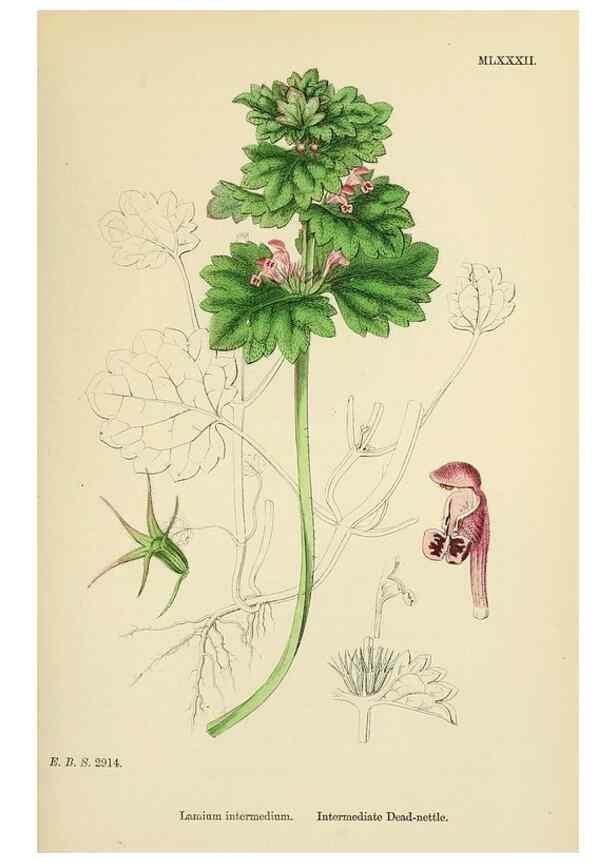 Reproducción/Reproduction 48718058521: English botany, or, Coloured figures of British plants /. London :R. Hardwicke,1863-1886.. 