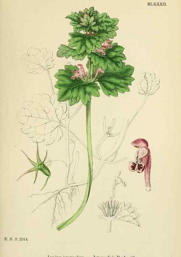 Reproducción/Reproduction 48718058521: English botany, or, Coloured figures of British plants /. London :R. Hardwicke,1863-1886.. 