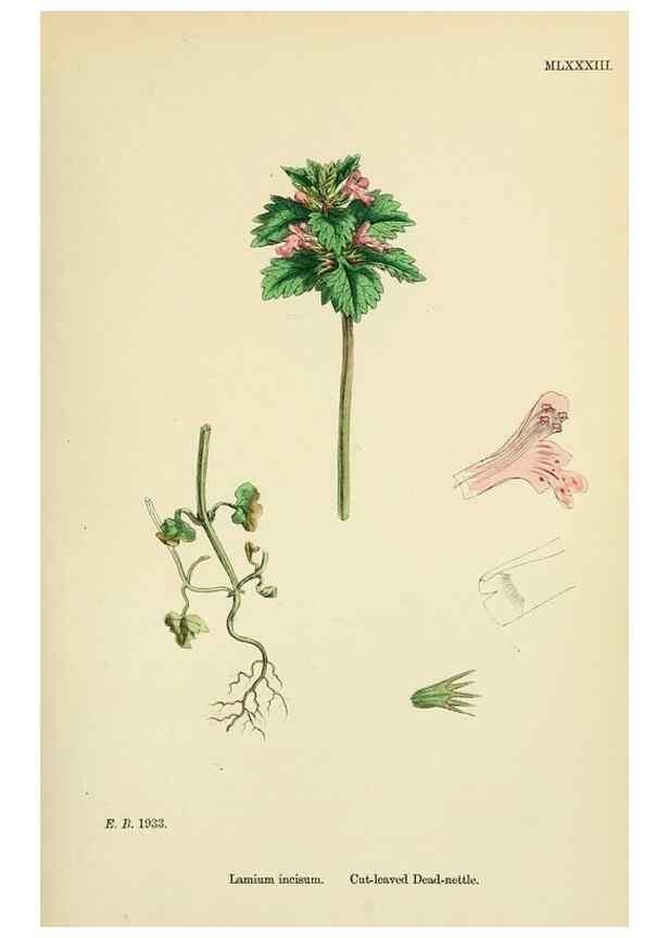Reproducción/Reproduction 48718058826: English botany, or, Coloured figures of British plants /. London :R. Hardwicke,1863-1886.. 