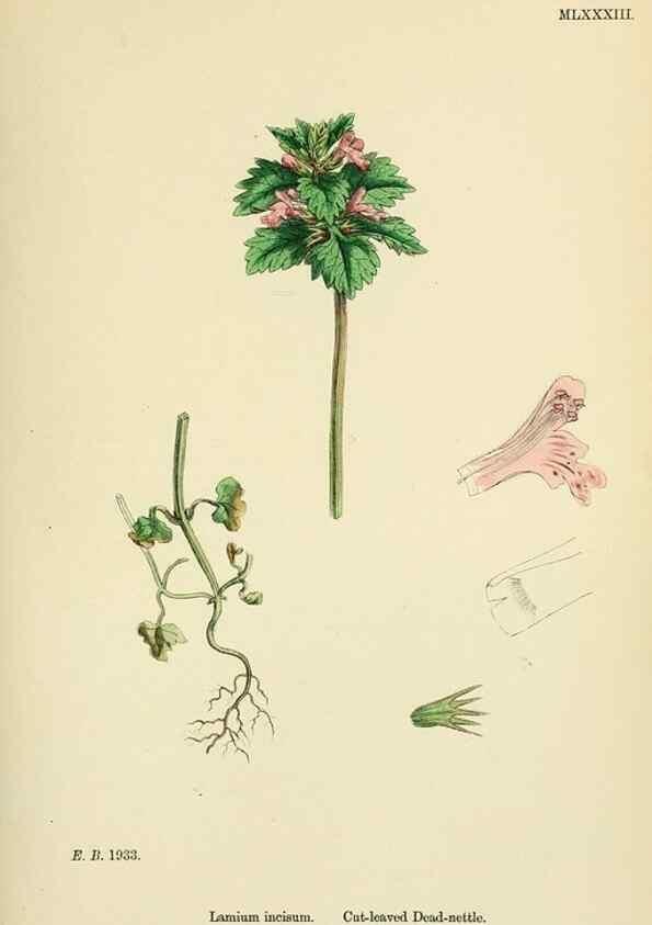 Reproducción/Reproduction 48718058826: English botany, or, Coloured figures of British plants /. London :R. Hardwicke,1863-1886.. 