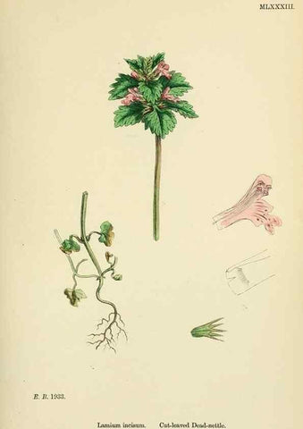 Reproducción/Reproduction 48718058826: English botany, or, Coloured figures of British plants /. London :R. Hardwicke,1863-1886.. 