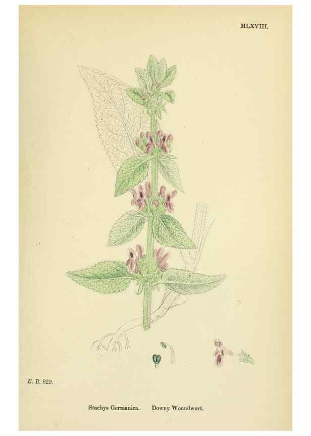 Reproducción/Reproduction 48717717488: English botany, or, Coloured figures of British plants /. London :R. Hardwicke,1863-1886.. 