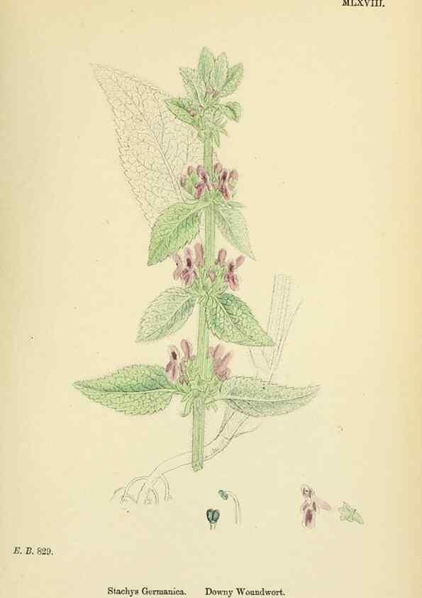 Reproducción/Reproduction 48717717488: English botany, or, Coloured figures of British plants /. London :R. Hardwicke,1863-1886.. 