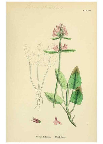 Reproducción/Reproduction 48718053646: English botany, or, Coloured figures of British plants /. London :R. Hardwicke,1863-1886.. 