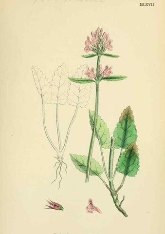 Reproducción/Reproduction 48718053646: English botany, or, Coloured figures of British plants /. London :R. Hardwicke,1863-1886.. 