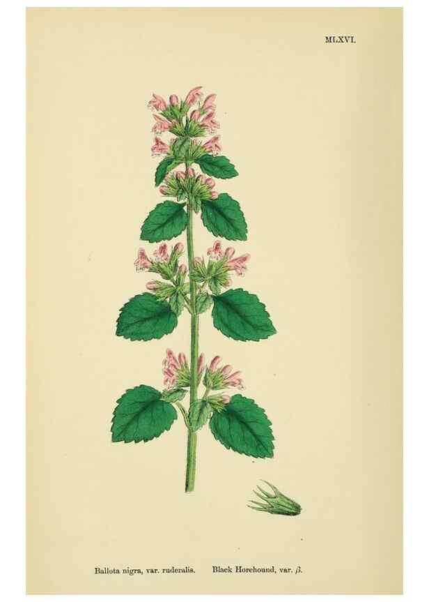 Reproducción/Reproduction 48718225292: English botany, or, Coloured figures of British plants /. London :R. Hardwicke,1863-1886.. 