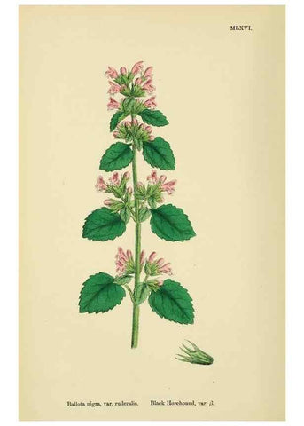 Reproducción/Reproduction 48718225292: English botany, or, Coloured figures of British plants /. London :R. Hardwicke,1863-1886.. 