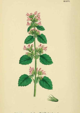 Reproducción/Reproduction 48718225292: English botany, or, Coloured figures of British plants /. London :R. Hardwicke,1863-1886.. 