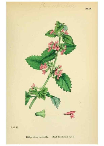 Reproducción/Reproduction 48718224922: English botany, or, Coloured figures of British plants /. London :R. Hardwicke,1863-1886.. 