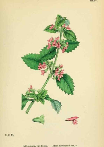 Reproducción/Reproduction 48718224922: English botany, or, Coloured figures of British plants /. London :R. Hardwicke,1863-1886.. 