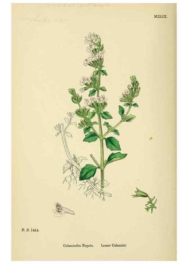 Reproducción/Reproduction 48717711228: English botany, or, Coloured figures of British plants /. London :R. Hardwicke,1863-1886.. 