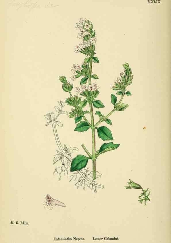 Reproducción/Reproduction 48717711228: English botany, or, Coloured figures of British plants /. London :R. Hardwicke,1863-1886.. 