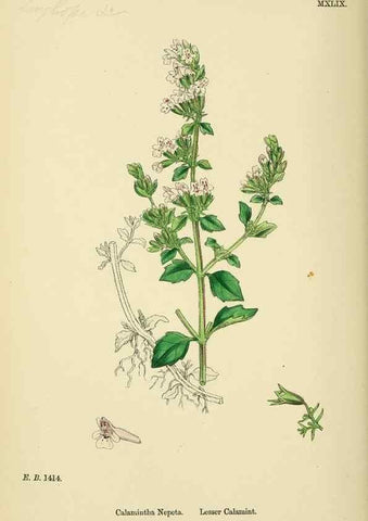 Reproducción/Reproduction 48717711228: English botany, or, Coloured figures of British plants /. London :R. Hardwicke,1863-1886.. 
