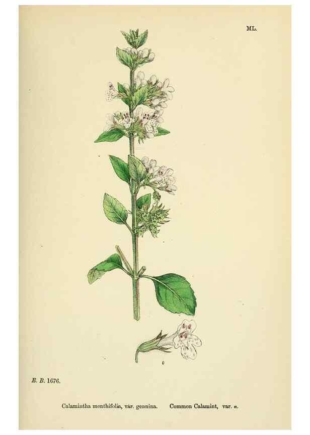 Reproducción/Reproduction 48717711513: English botany, or, Coloured figures of British plants /. London :R. Hardwicke,1863-1886.. 