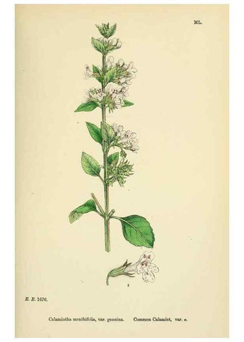 Reproducción/Reproduction 48717711513: English botany, or, Coloured figures of British plants /. London :R. Hardwicke,1863-1886.. 