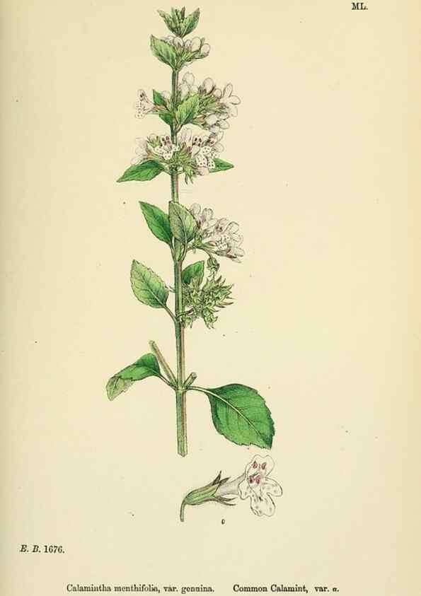 Reproducción/Reproduction 48717711513: English botany, or, Coloured figures of British plants /. London :R. Hardwicke,1863-1886.. 