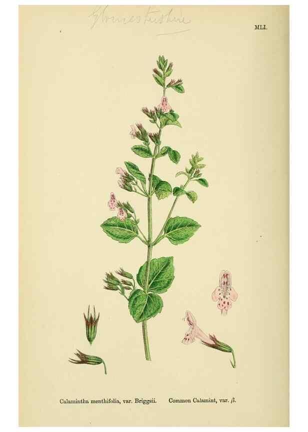 Reproducción/Reproduction 48718048801: English botany, or, Coloured figures of British plants /. London :R. Hardwicke,1863-1886.. 