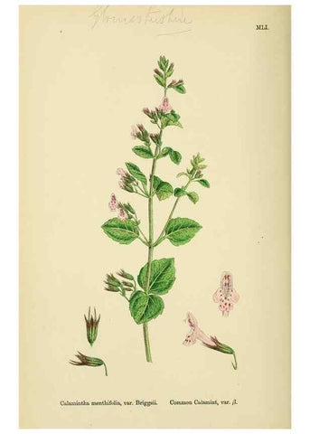 Reproducción/Reproduction 48718048801: English botany, or, Coloured figures of British plants /. London :R. Hardwicke,1863-1886.. 