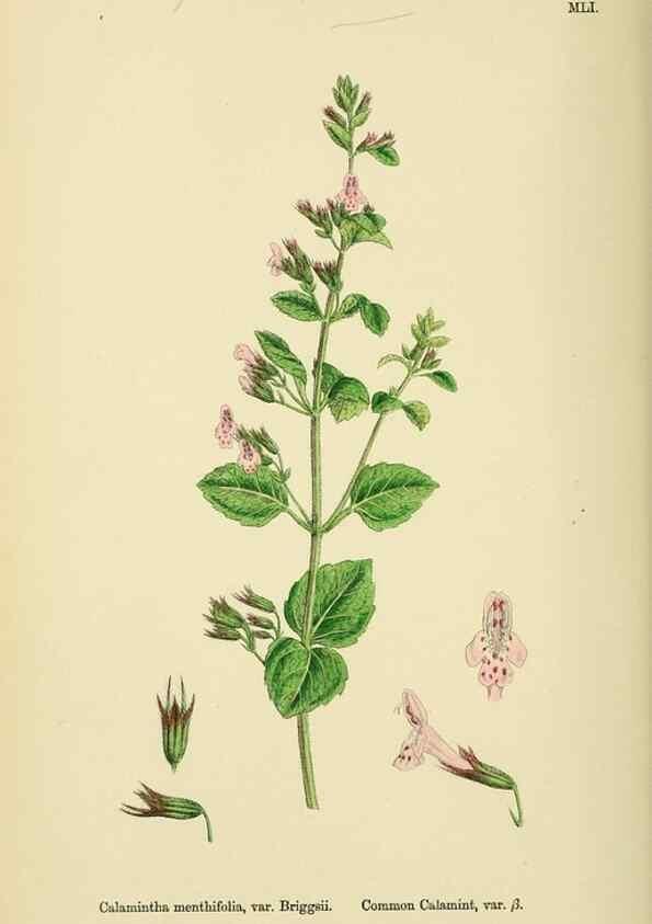 Reproducción/Reproduction 48718048801: English botany, or, Coloured figures of British plants /. London :R. Hardwicke,1863-1886.. 