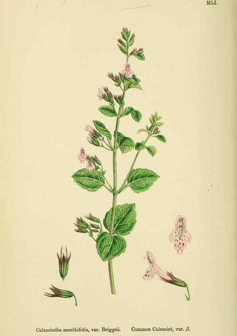 Reproducción/Reproduction 48718048801: English botany, or, Coloured figures of British plants /. London :R. Hardwicke,1863-1886.. 