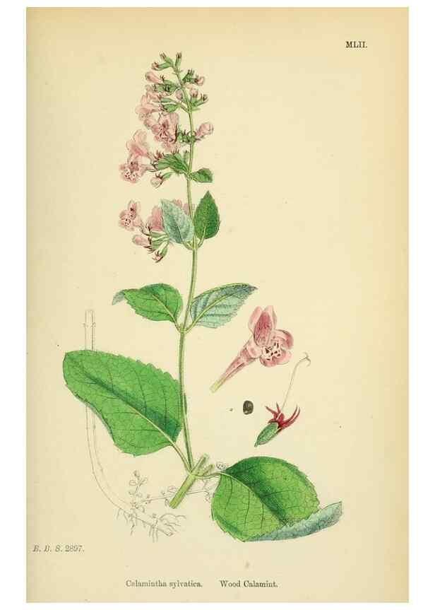 Reproducción/Reproduction 48718049121: English botany, or, Coloured figures of British plants /. London :R. Hardwicke,1863-1886.. 