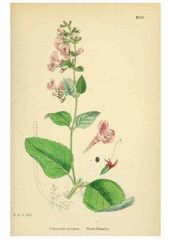 Reproducción/Reproduction 48718049121: English botany, or, Coloured figures of British plants /. London :R. Hardwicke,1863-1886.. 