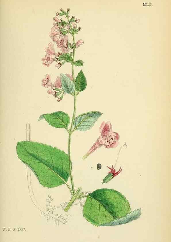 Reproducción/Reproduction 48718049121: English botany, or, Coloured figures of British plants /. London :R. Hardwicke,1863-1886.. 