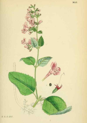 Reproducción/Reproduction 48718049121: English botany, or, Coloured figures of British plants /. London :R. Hardwicke,1863-1886.. 