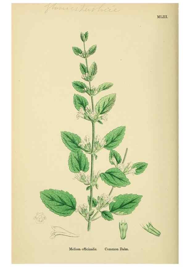 Reproducción/Reproduction 48718221062: English botany, or, Coloured figures of British plants /. London :R. Hardwicke,1863-1886.. 
