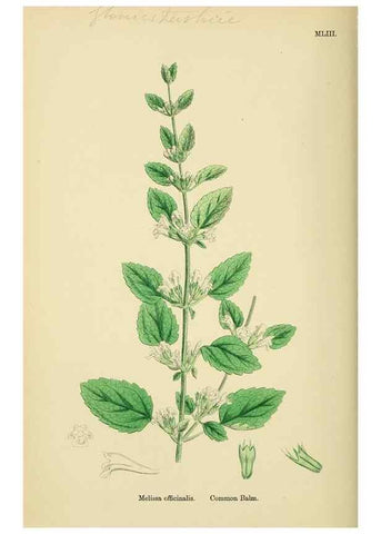 Reproducción/Reproduction 48718221062: English botany, or, Coloured figures of British plants /. London :R. Hardwicke,1863-1886.. 