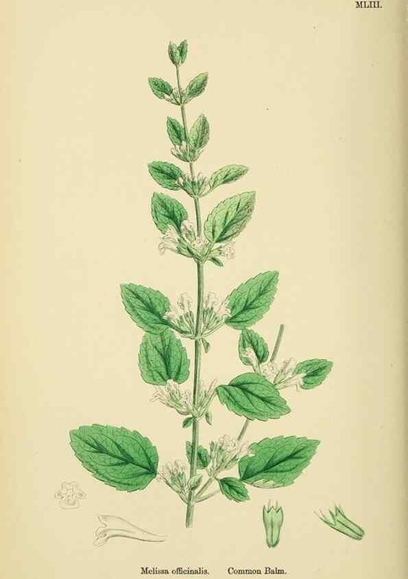 Reproducción/Reproduction 48718221062: English botany, or, Coloured figures of British plants /. London :R. Hardwicke,1863-1886.. 